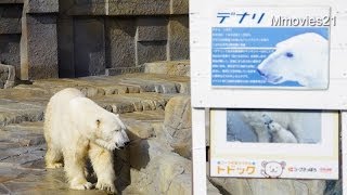 新獣舎へ引っ越したデナリと息荒いキャンディ~Polar Bears