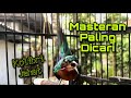 Masteran Paling Dicari Kolibri Wulung Full Isian Tembakan Dan Besetan Pedas Speed Rapat Mp3 - Mp4 Download
