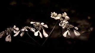 chromesthesia - candlelight