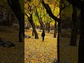 Autumn Beauty | Gilgit Baltistan Pakistan. #mountains #mountainswiev #nature #travel #song