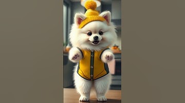 These Dancing Dogs Are TOO CUTE!!!!