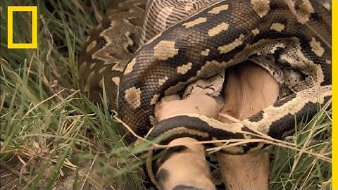 Ce python engloutit un impala