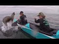 Sea lion surprises Santa Cruz canoe team
