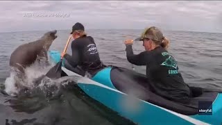 Sea lion surprises Santa Cruz canoe team