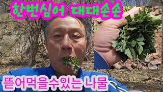 대대손손 계속 뜯어먹을수있는 산나물 #삼잎국화
