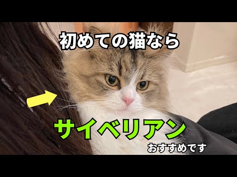 【まるで犬のような猫】初めて猫を飼うならサイベリアンがおすすめな理由を解説します