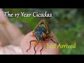 Cicadas, What you need to know. They have awoke from their 17 year nap.