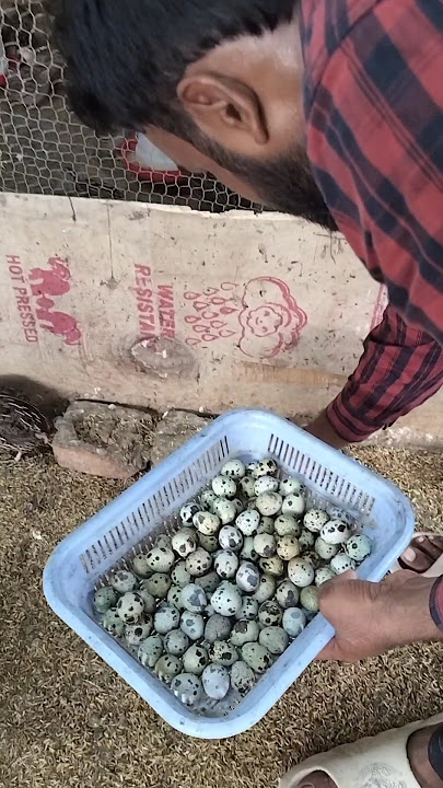 bater layer farm .. quail layer farming.. #quailfarming #agriculture #baterpalan