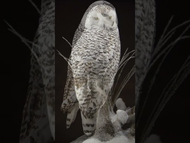Snowy owl gets a second life.