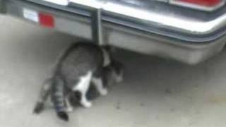 Kitty Gets Wrong Hole