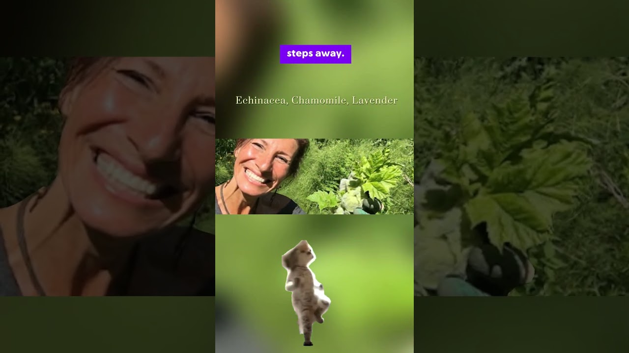 Medicinal Garden Kit: https://medicinalseedkit.com/kit/#aff=joesilov