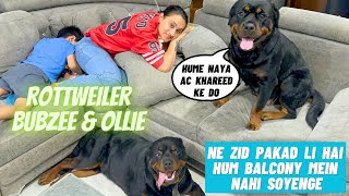 Rottweiler Bubzee & Lady Ollie Ne Aaj Pakdi Zid: New Personal AC Ki Kari Demand