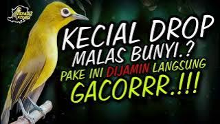 Masteran Kecial Kuning DIJAMIN Ampuh Bikin KECIAL DROP MALAS BUNYI Langsung GACOR‼️| PEPADU KECIAL