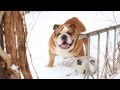 Английский бульдог Марис.  English bulldog Maris.