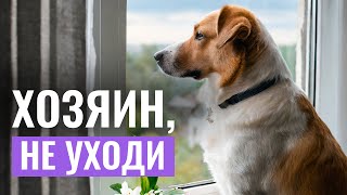 ОДИН ДОМА: Страх одиночества у собаки и ЧТО ДЕЛАТЬ, чтобы СОБАКА НЕ БОЯЛАСЬ оставаться дома?