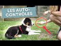 Comment apprendre le calme et l autocontrle  ton chiot 