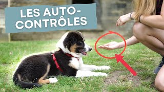 Comment apprendre le CALME et l' AUTO-CONTRÔLE à ton CHIOT ? by The flash dogs 1,868 views 7 months ago 3 minutes, 43 seconds