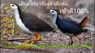 Suab qaib deg quaj zoo dib tuaj zoo 100%