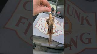 Chipmunk Fishing In My Car!
