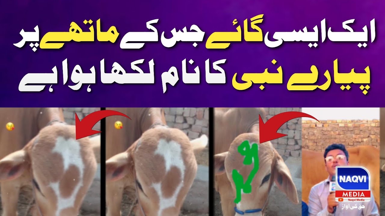 The Name of The Beloved Prophet is Written on The Cow's Forehead | Adil ...