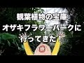お家をオシャレに!!観葉植物の宝庫!!オザキフラワーパークに行ってきた!!!Foliage plant!
