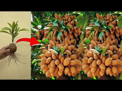 Video: Wat is kikkerfruit - Kun je kikkerfruitplanten kweken