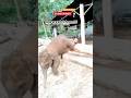 "Baby Elephant CAN Jump!"🥰🐘❤️#BabyElephant #UnusualFacts #AnimalEnrichment