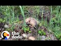 Tiny puppy is discovered stranded in the rain  the dodo