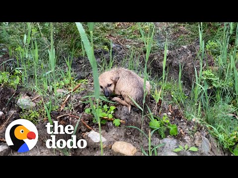 Tiny Puppy Is Discovered Stranded In The Rain | The Dodo