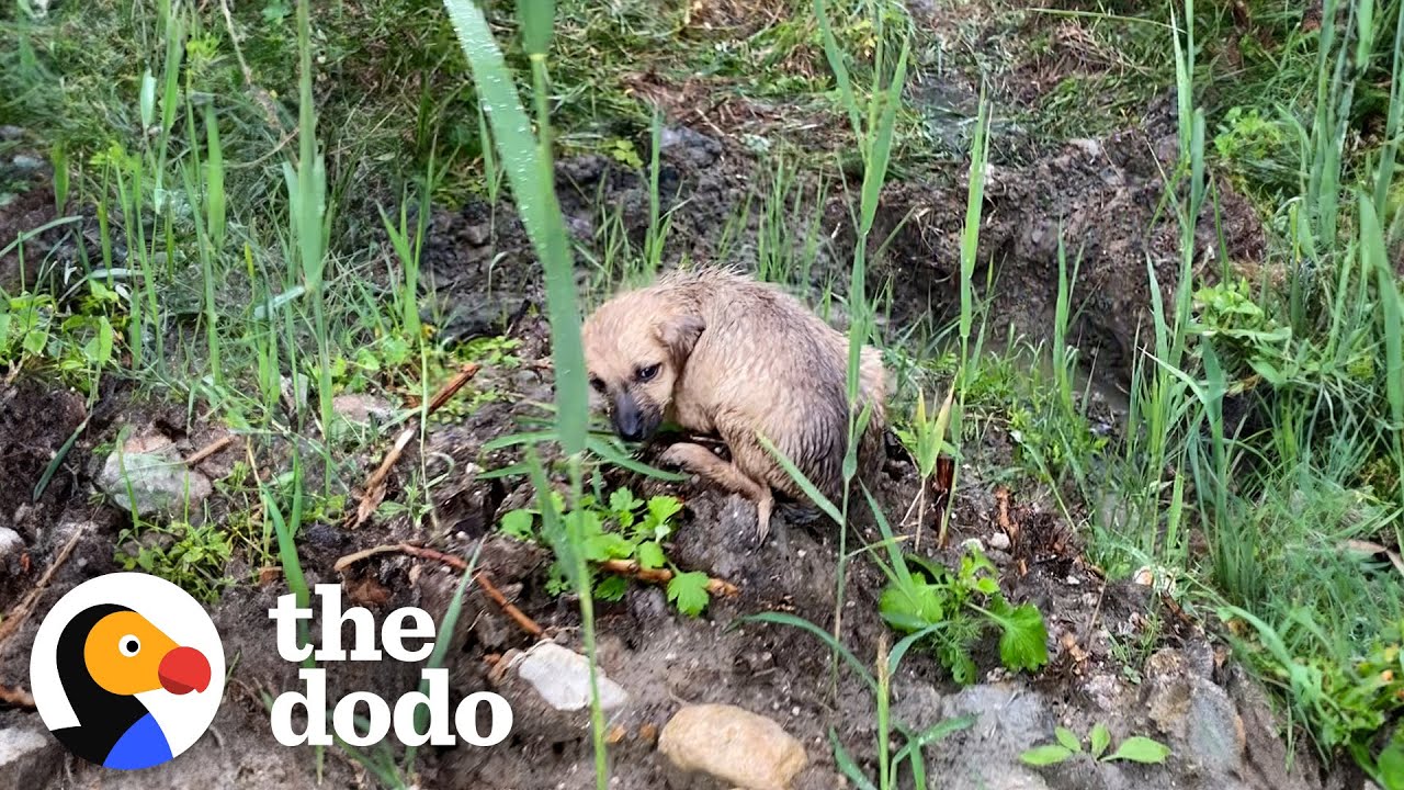 Tiny Puppy Is Discovered Stranded In The Rain - The Dodo
