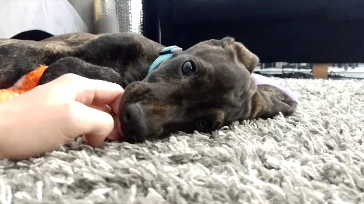 Plott Hound Puppy "First Day Home"