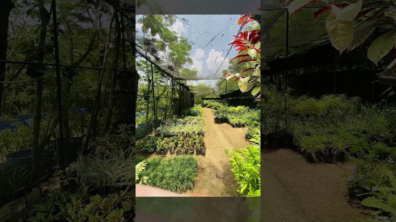 The Greenery Plant Nursery.