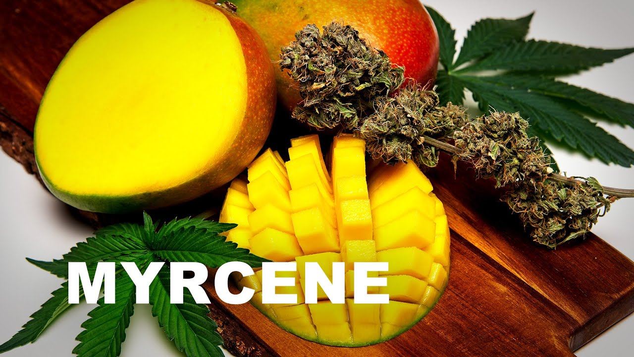 Terpene Tuesday: Myrcene