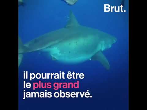 Le plus grand requin blanc jamais observé, deep blue