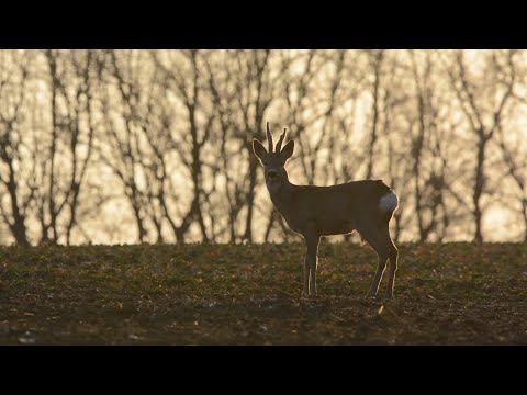 M5 TV – Erdei utakon – Reviczky Gáborral – 2022/12. adás – 2022.03.19.