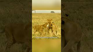 Kaley the Lioness’s Difficult Choice #animals #foryou#fyp