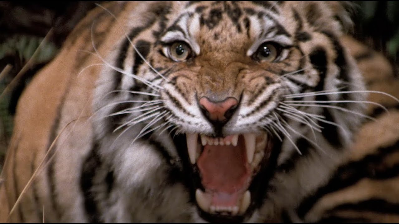 James Bond: Octopussy (1983) - James is chased by elephants, tigers and snakes | RetroMovies