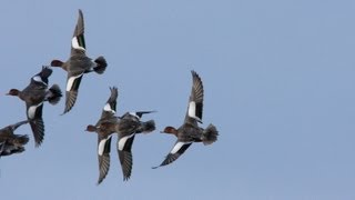 Duck flighting in East Yorkshire