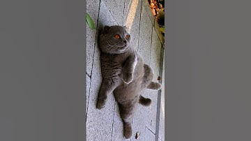 Lazy cat is smart 😂😂😂😂😂