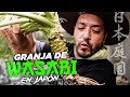 Así es UNA GRANJA DE WASABI en Japón