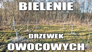 Bielenie drzewek owocowych. Po co taki zabieg? Kiedy malować drzewka wapnem?