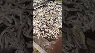 petek gesek khas pemalang