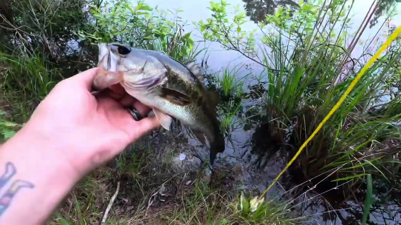 Wade fishing for bass