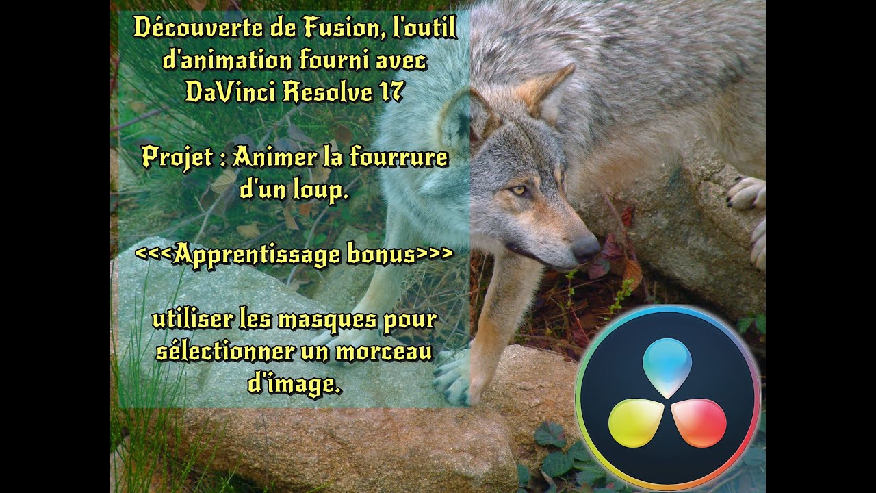 Découverte de fusion | Comment animer la fourrure d'un loup ? | Tutoriel débutant Davinci Resolve 17