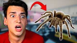 SCARY JUMPING SPIDER ATTACK! (Kill It With Fire) screenshot 2