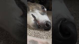 why abby would not survive in the wild, part 2 #luxurylifestyle #borzoi #reasonswhy #voiceover #fyp