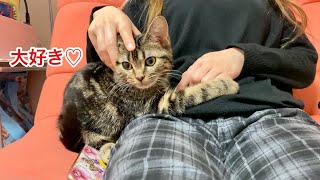 疲れて寝てしまった飼い主と密着したくて自分から寄り添ってくる子猫