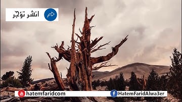 #تلاوات_مبكية "وعنت الوجوه للحي القيوم" - سورة طه -    #القائد_إبراهيم 2012 الشيخ #حاتم_فريد