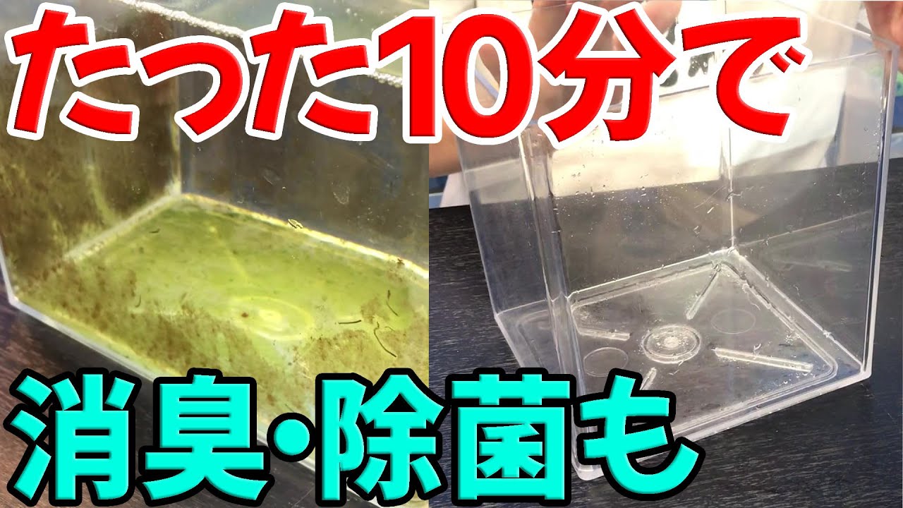 水槽掃除】たった一つのアイテムで驚愕のキレイさに【アクアリウム
