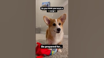 So you think you want a corgi 🤩🥳 #corgilife #corgi